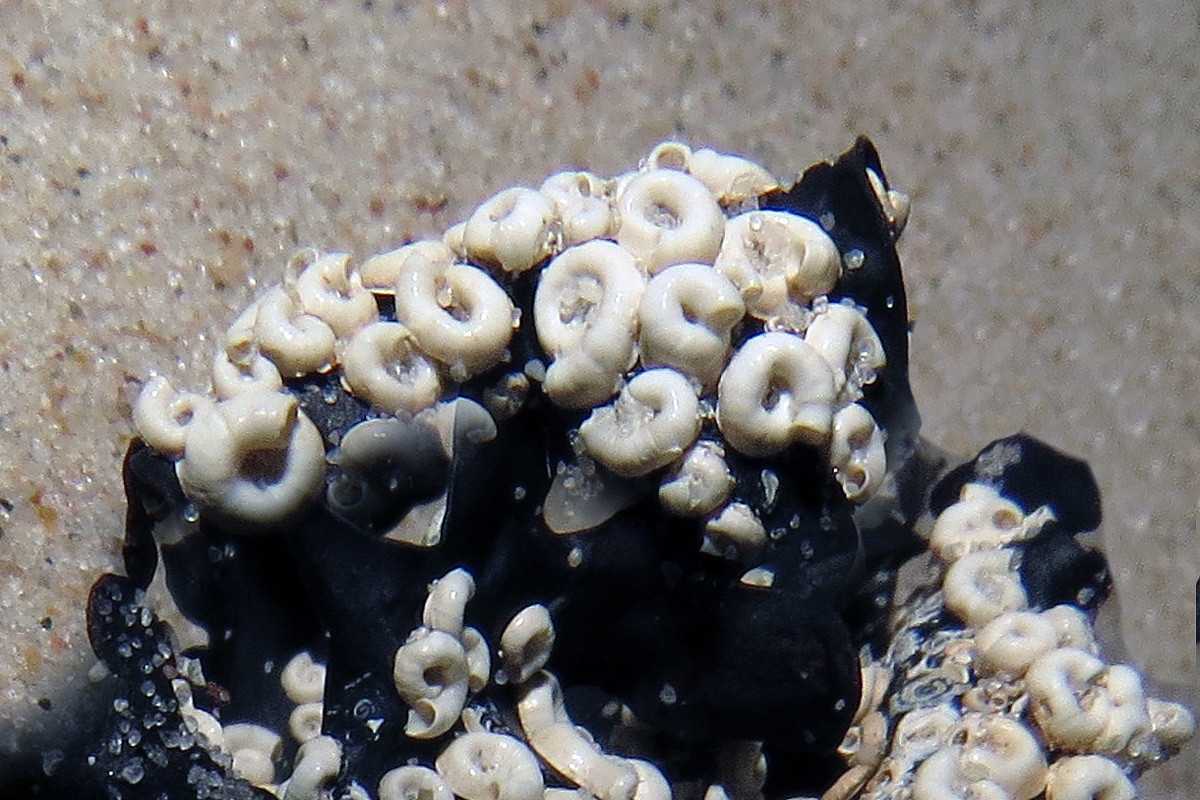 Giun ống xoắn ốc phương Bắc (Spirorbis borealis) dài 2-3 cm, sống ở dọc các đường bờ biển Bắc Đại Tây Dương. Ống cuộn nhỏ của loài giun ống này thường gắn chặt vào tảo Fucus và tảo bẹ.