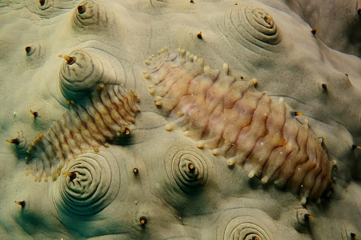 Giun vảy hải sâm (Gastrolepidia clavigera) dài 2,5-3 cm, phân bố ở Ấn Độ Dương - Thái Bình Dương. Loài giun nhiều tơ này có các vảy lưng dẹt, chuyên sống ký sinh trên hải sâm.