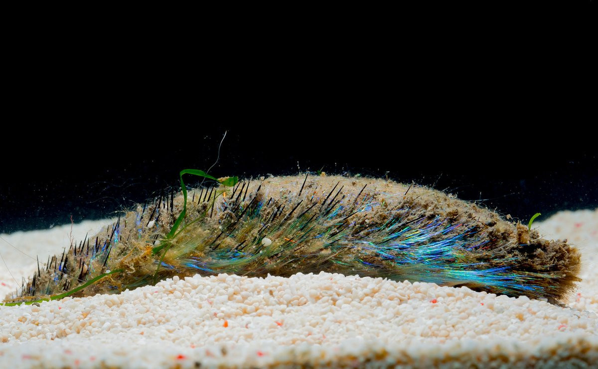 Sâu róm biển (Aphrodita aculeata) dài 10-20 cm, thường được ghi nhận ở các vùng biển nông Bắc Âu. Chúng có vảy phủ lông, chuyên đào bùn để kiếm thức ăn.