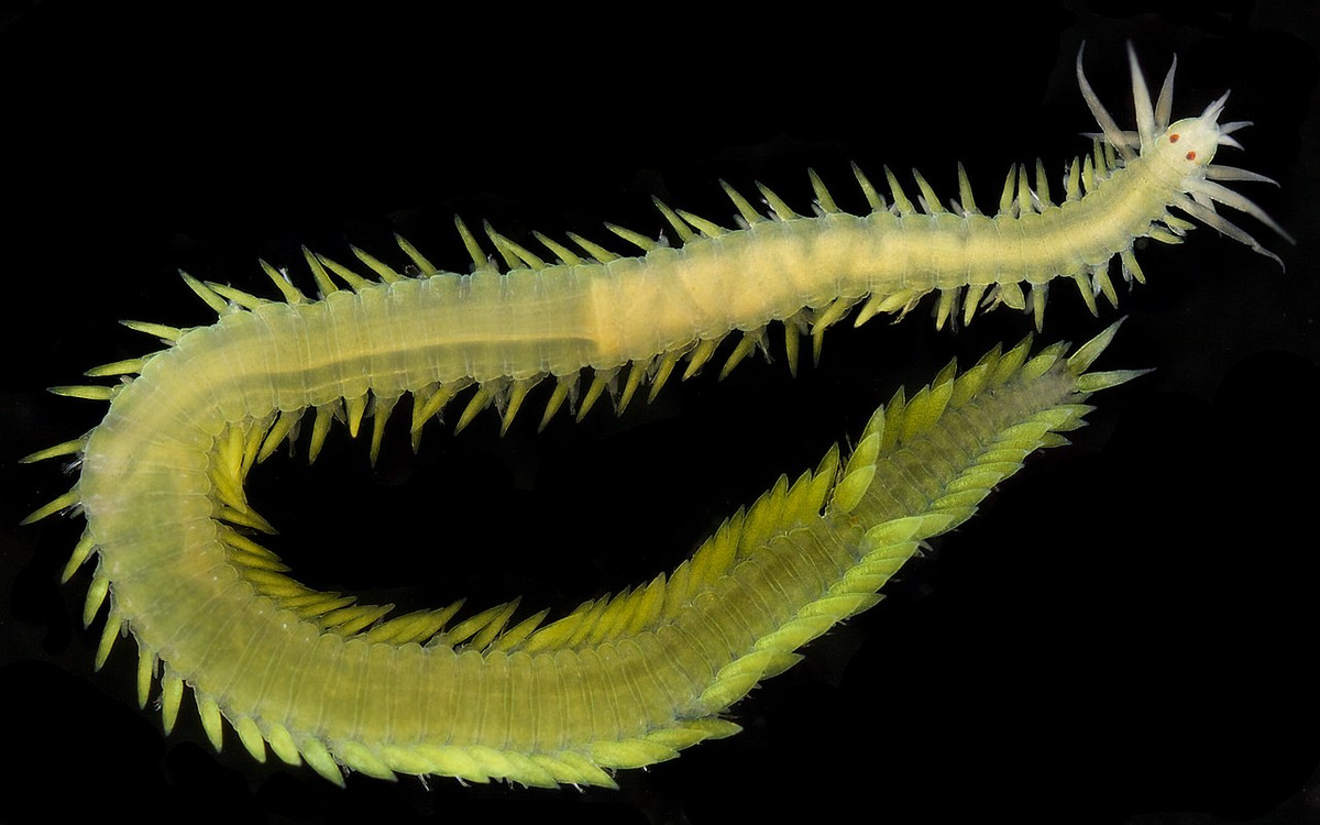 Giun mái chèo xanh (Eulalia viridis) dài 5-15 cm, sống giữa đá và tào bẹ vùng gian triều tại bờ biển châu Âu. Chúng là những loài ăn thịt nhanh nhẹn, có phần phụ để bơi hình lá trên các phần kéo dài của cơ thể.