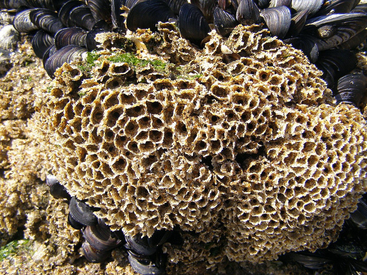 Giun tổ ong (Sabellaria alveolata) dài 1-4 cm, phân bố ở Địa Trung Hải và Đại Tây Dương. Loài giun ống này xây ống bằng cát và các mảnh vỏ sò. Các quần thể đông đúc tạo nên rạn giống tổ ong.