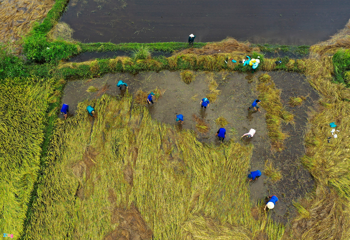 Anh tuan: Tiem dien thoai ban rau cu qua-Hinh-6