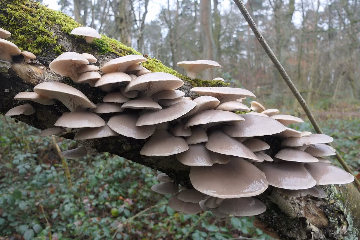 Nấm bào ngư (Pleurotus ostreatus) rộng 6-20 cm, thường mọc trên thân cây hay các khúc gỗ ở lục địa Á - Âu và Bắc Mỹ. Các mũ nấm của chúng giống như những lớp ngăn kệ có màu sắc đa dạng từ lục pha lam đến da bò nhạt. Chúng gần như không có cuống nấm.