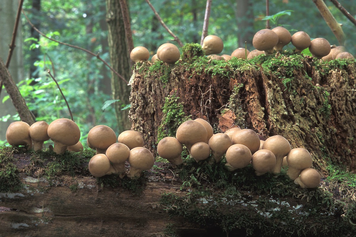 Nấm bọc hình trái lê (Lycoperdon pyriforme) dài 1-2,5 cm, phổ biến ở lục địa Á - Âu và Bắc Mỹ. Loài nấm này mọc trên gỗ, khi còn non khá cứng, gốc cuống nấm có đám sợi nấm dạng rễ hiện rõ.