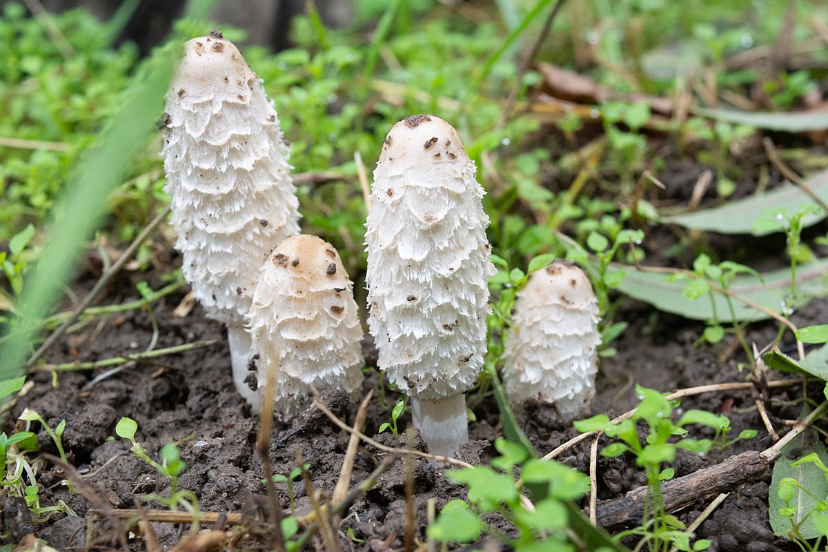 Nấm đùi gà (Coprinus comatus) cao 2-6 cm, phổ biến ở các vùng đất bị áo trộn và vệ đường ở lục địa Á - Âu và Bắc Mỹ. Mũ loài nấm tán này cao, có lông xù dễ nhận biết.