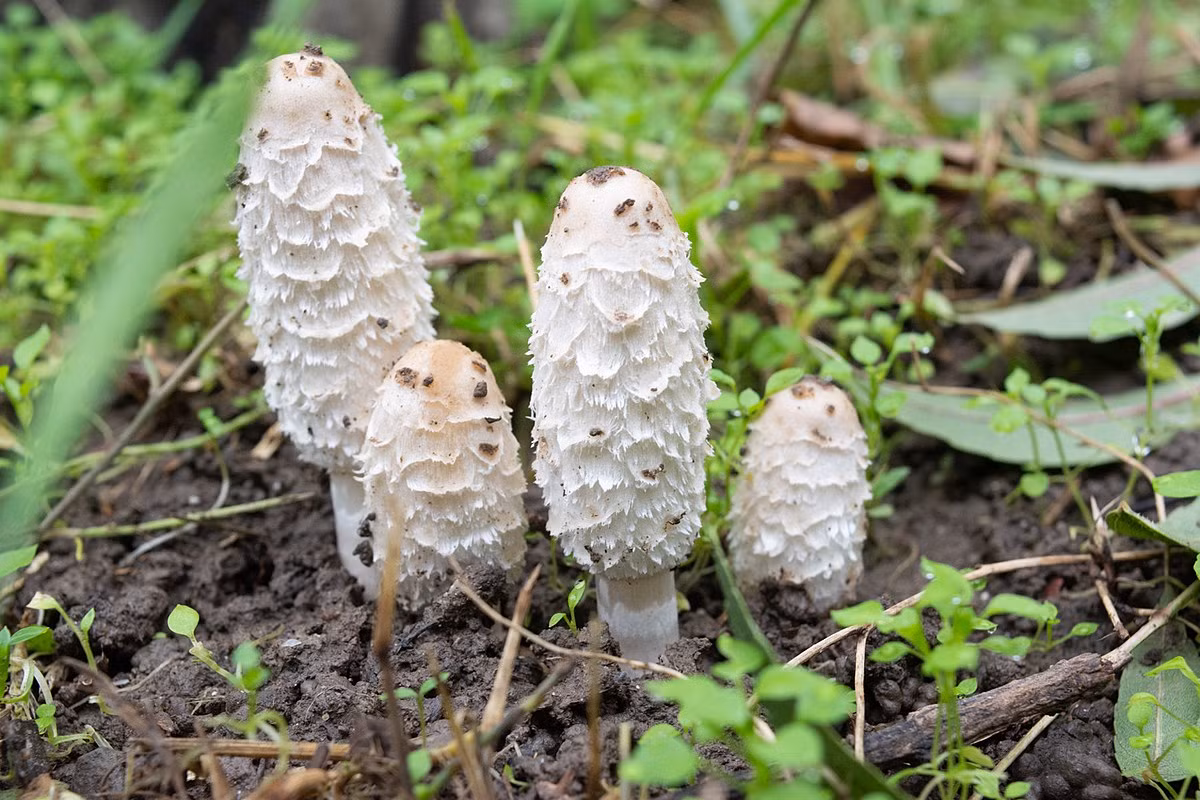 Nấm đùi gà (Coprinus comatus) cao 2-6 cm, phổ biến ở các vùng đất bị áo trộn và vệ đường ở lục địa Á - Âu và Bắc Mỹ. Mũ loài nấm tán này cao, có lông xù dễ nhận biết.