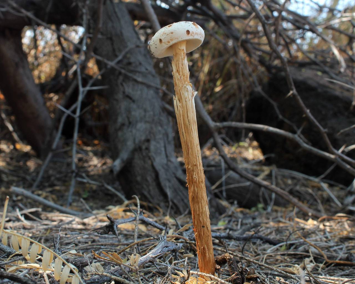 Nấm cà kheo cát (Battarrea diguetii) cao 3-5 cm, mọc trên đất pha cát rất khô ở Bắc Mỹ. Loài nấm cuống cao này mọc ra từ một "quả trứng" dai, mũ nấm màu nâu chứa bào tử.