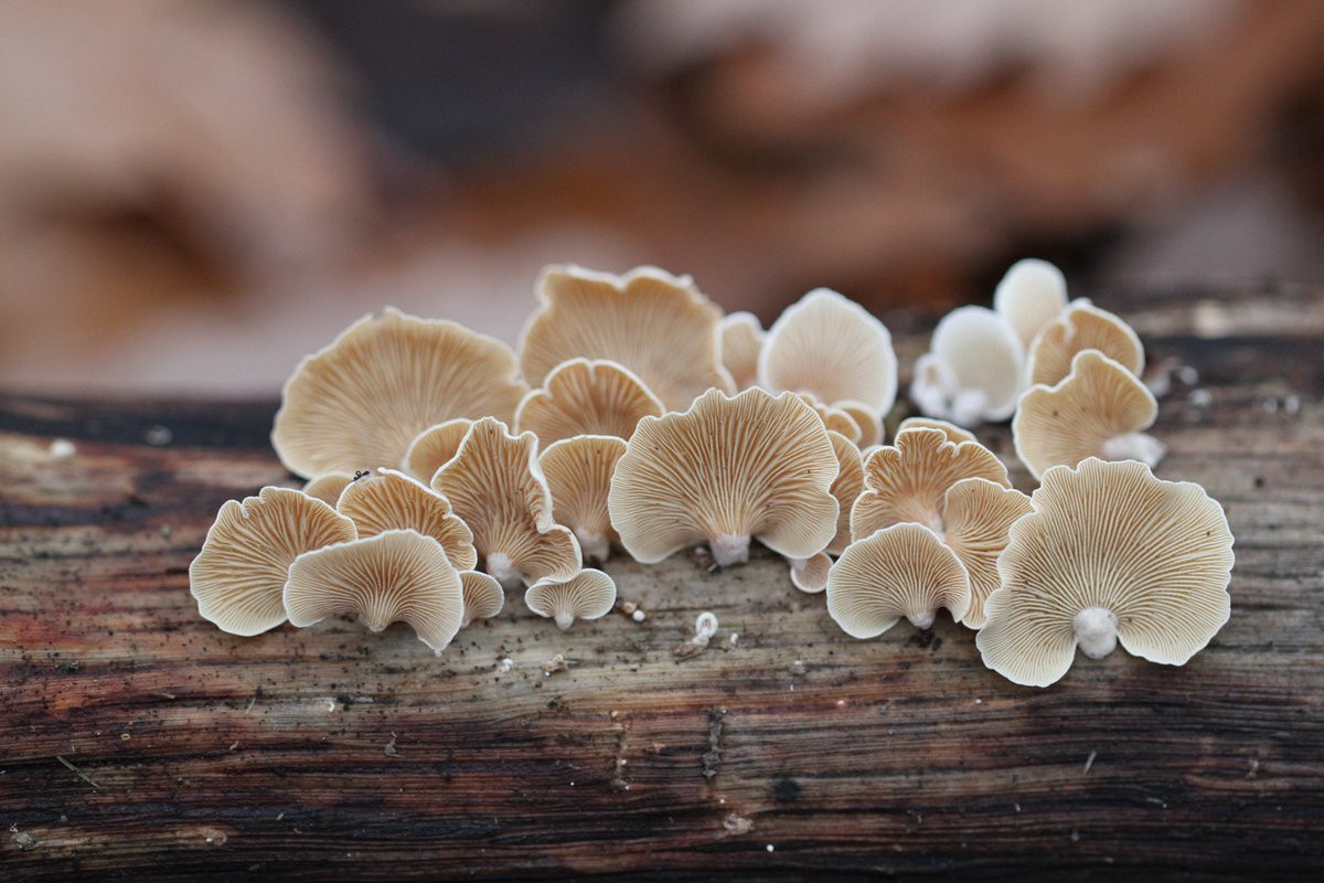 Nấm hàu đa dạng (Crepidotus variabilis) có đường kính 0,5-3 cm, là một trong vài loài nấm có dạng như thịt con hàu ở lục địa Á - Âu và Bắc Mỹ. Loài này thường không có cuống nấm, mũ nấm khô có các sợi rất nhỏ.