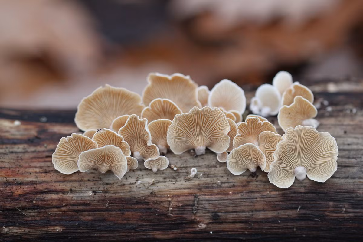 Nấm hàu đa dạng (Crepidotus variabilis) có đường kính 0,5-3 cm, là một trong vài loài nấm có dạng như thịt con hàu ở lục địa Á - Âu và Bắc Mỹ. Loài này thường không có cuống nấm, mũ nấm khô có các sợi rất nhỏ.