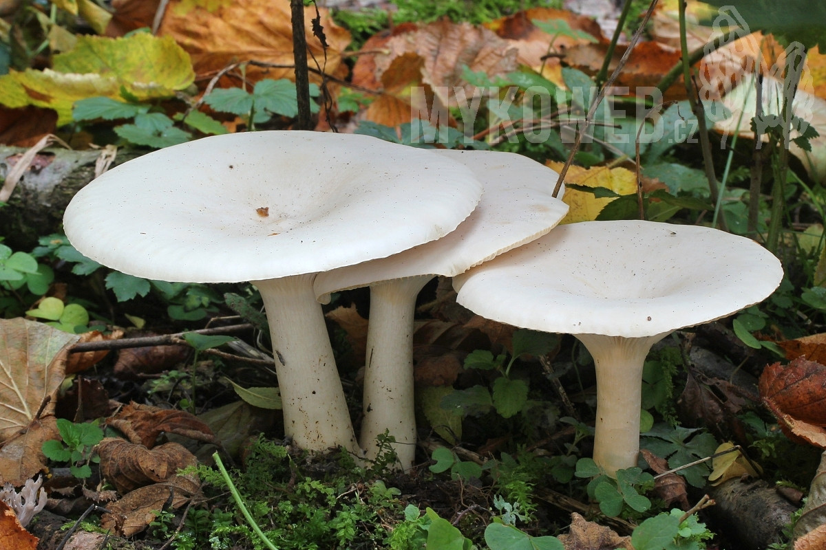 Nấm phễu lớn (Leucopaxillus giganteus) có đường kính 12-40 cm, thường mọc thành vòng rộng, phân bố ở lục địa Á - Âu và Bắc Mỹ. Loài nấm lớn màu trắng này có các phiến nấm men xuống cuống, vành mũ nấm cuộn vào trong và cuống ngắn.