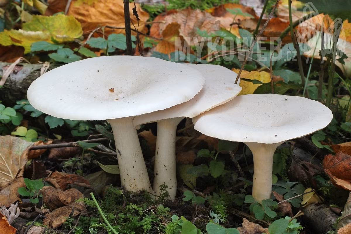 Nấm phễu lớn (Leucopaxillus giganteus) có đường kính 12-40 cm, thường mọc thành vòng rộng, phân bố ở lục địa Á - Âu và Bắc Mỹ. Loài nấm lớn màu trắng này có các phiến nấm men xuống cuống, vành mũ nấm cuộn vào trong và cuống ngắn.