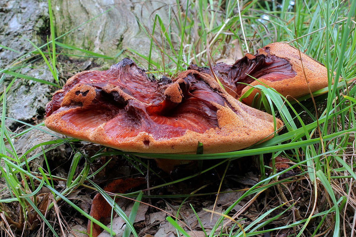 Nấm lưỡi bò (Fistulina hepatica) rộng 10-25 cm, rất phổ biến ở những vùng khí hậu tương đối ấm ở lục địa Á - Âu và Bắc Mỹ. Loài nấm này trông như miếng thịt sống, thường tiết dịch màu đỏ máu.