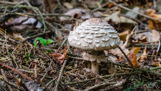 Nấm tán vẩy lông (Chlorophyllum rhacodes) cao 5-15 cm, phân bố ở lục địa Á - Âu và Bắc Mỹ. Loài nấm này có mũ màu nâu phủ các sợi dài lờm xờm, vòng nấm có hai rìa, thịt nấm ửng đỏ và cuống gốc phình ra.
