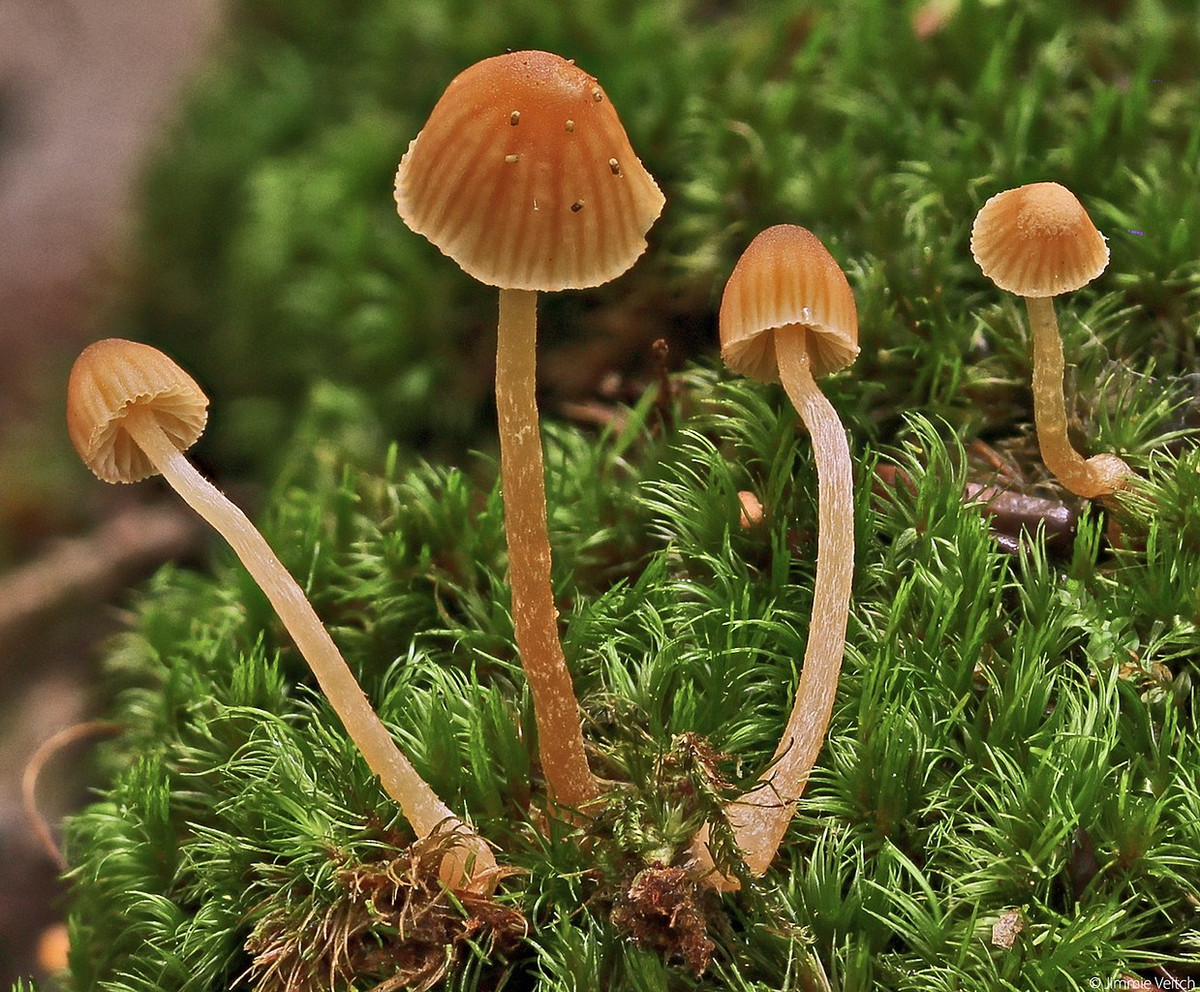 Nấm tiểu tiên (Galerina calyptrata) dài 0,3-0,8 cm, phân bố ở lục địa Á - Âu. Đây là một trong những loài nấm chỉ có thể nhận dạng qua kính hiển vi. Mũ nấm tròn, màu nâu cam, có khía.