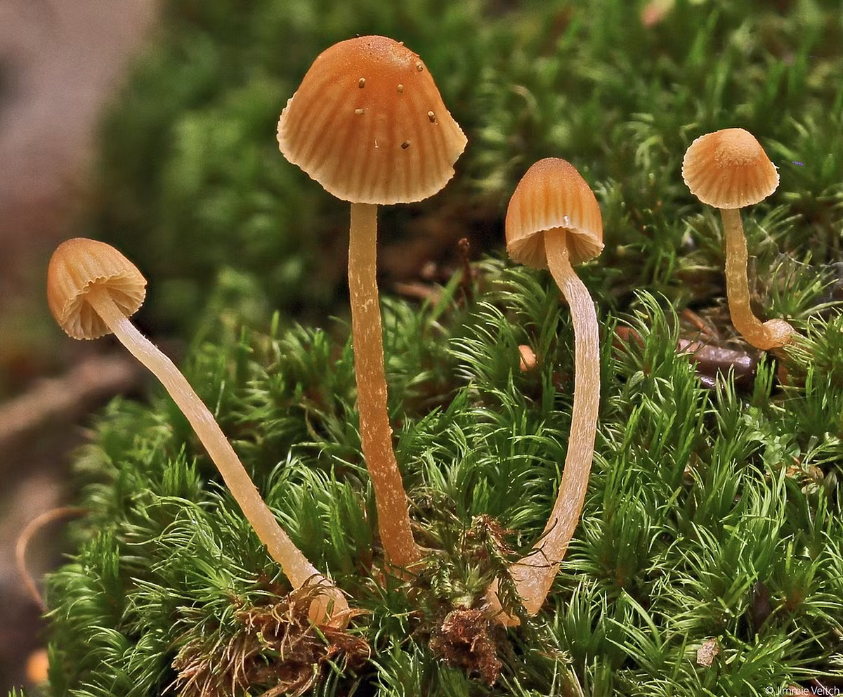 Nấm tiểu tiên (Galerina calyptrata) dài 0,3-0,8 cm, phân bố ở lục địa Á - Âu. Đây là một trong những loài nấm chỉ có thể nhận dạng qua kính hiển vi. Mũ nấm tròn, màu nâu cam, có khía.