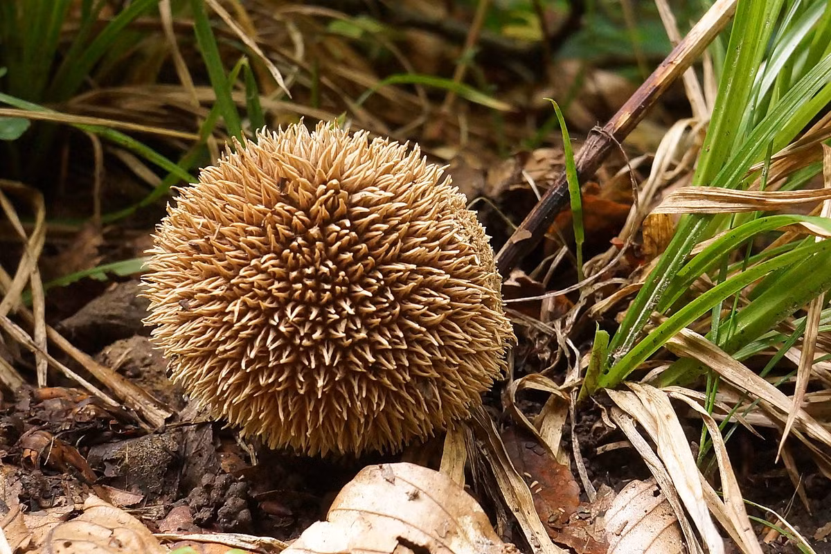 Nấm bọc gai (Lycoperdon echinatum) cao 1-3 cm, sống trong rừng sồi ở lục địa Á - Âu và Bắc Mỹ.. Chúng có nhiều đám gai dài chụm lại ở đầu mút và các bào tử màu nâu tía.