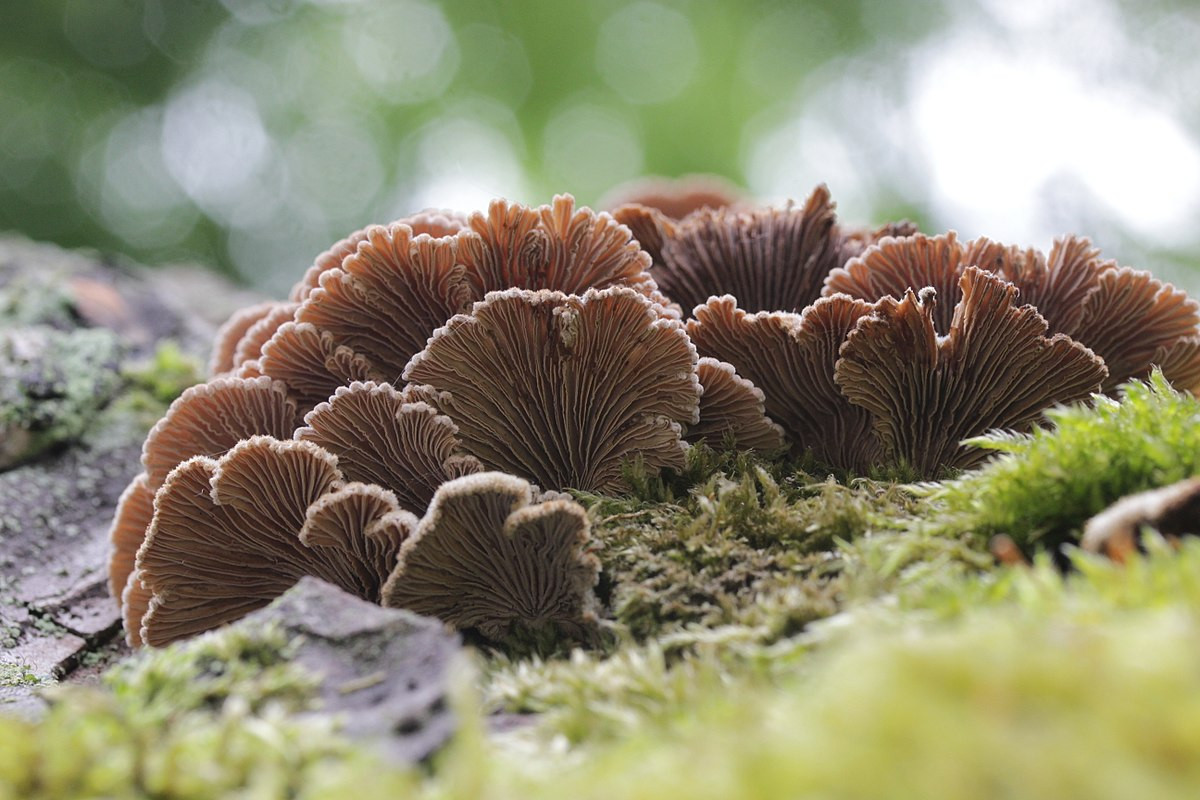 Nấm chân chim (Schizophyllum commune) rộng 1-5cm, phân bố ở lục địa Á - Âu và Bắc Mỹ. Loài nấm hình quạt này có đặc điểm nhận dạng là bào tầng giống phiến nấm ở mặt dưới mũ nấm.