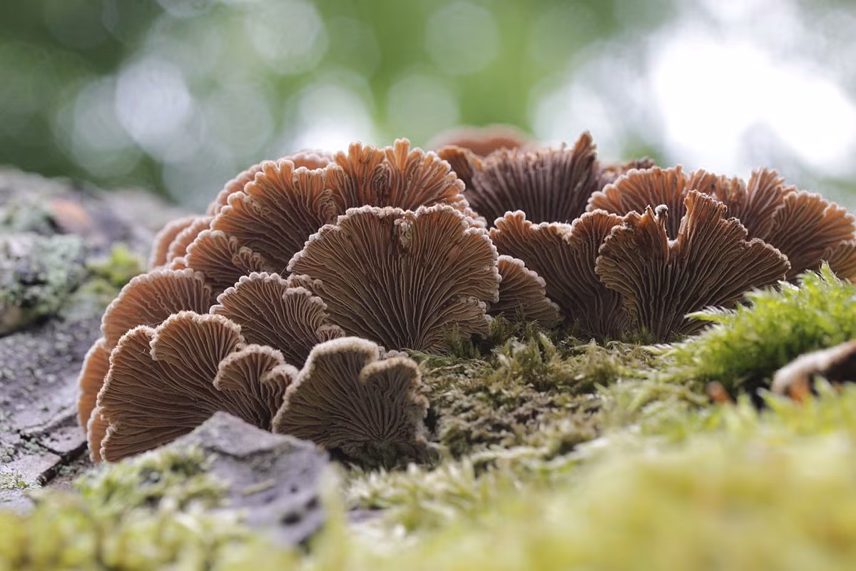 Nấm chân chim (Schizophyllum commune) rộng 1-5cm, phân bố ở lục địa Á - Âu và Bắc Mỹ. Loài nấm hình quạt này có đặc điểm nhận dạng là bào tầng giống phiến nấm ở mặt dưới mũ nấm.