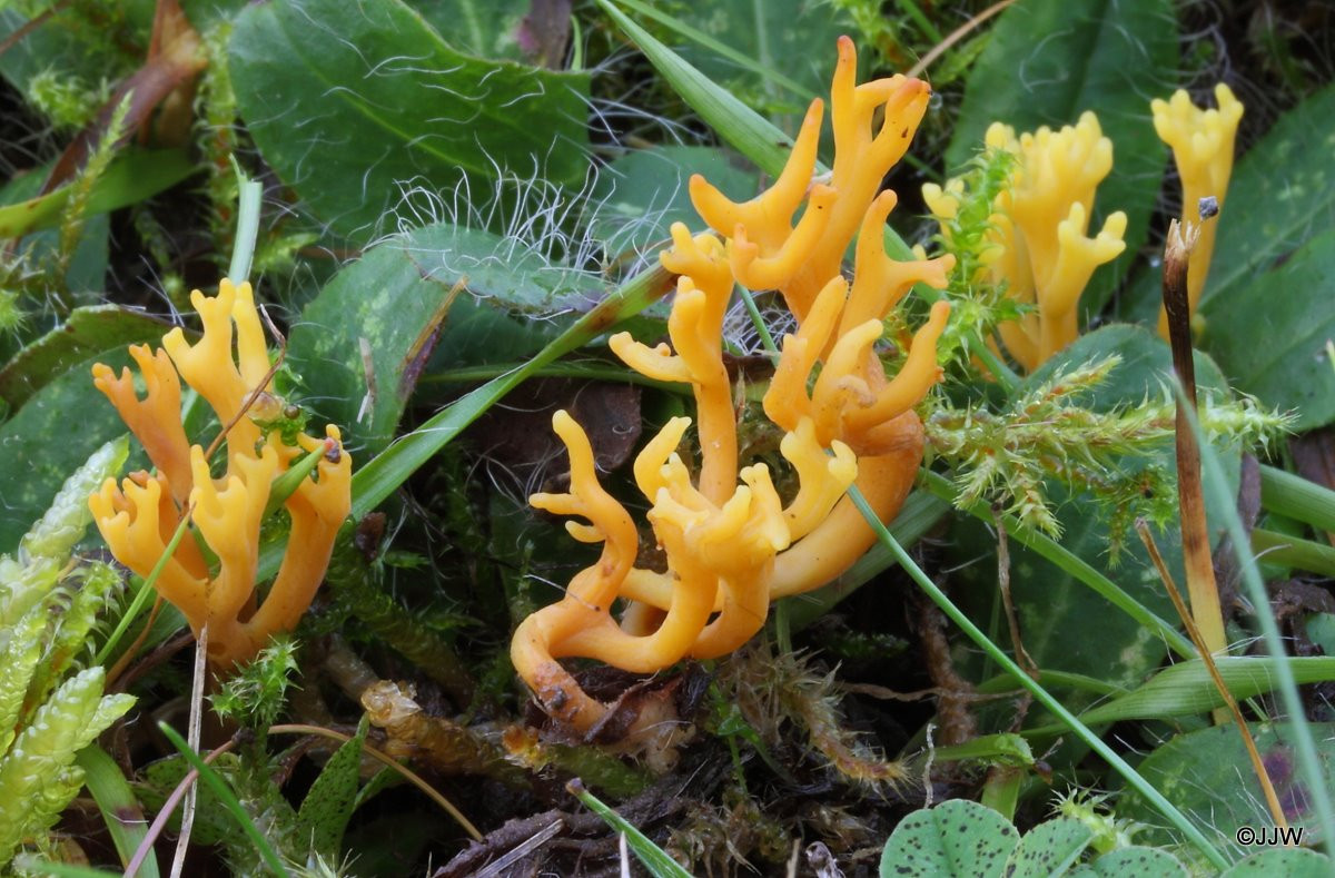 Nấm gạc nai vàng (Clavulinopsis corniculata) dài 5-15 cm, tương đối phổ biến ở các đồng cỏ đất chua chưa cải tạo và các bãi đất phát quang có cỏ mọc trong rừng thuộc lục địa Á - Âu. Chúng có màu vàng óng, chia thành nhiều nhánh như gạc nai.