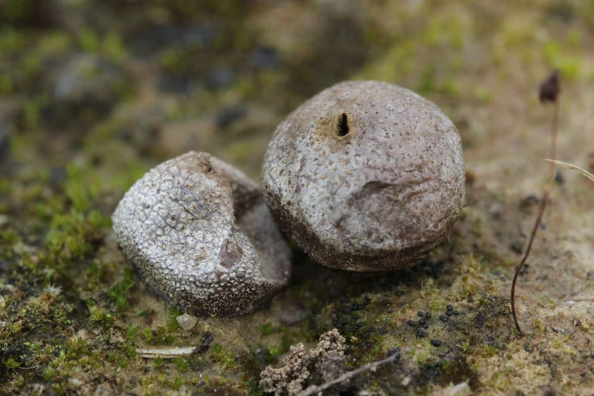 Nấm bọc xám (Bovista plumbea) có đường kính 1-3 cm, phân bố ở lục địa Á - Âu và Bắc Mỹ. Bê fmawtj của loài nấm hình cầu này nhẵn khi còn nòn, khi về già thì vỏ ngoài bong ra, mỏng như giấy, để lộ phần bên trong.