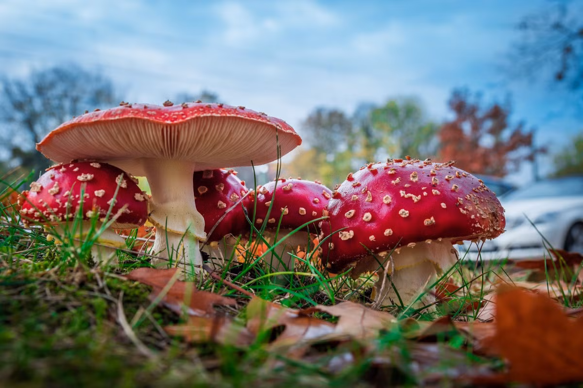Nấm diệt ruồi (Amanita muscaria) cao 6-15 cm, phổ biến ở lục địa Á - Âu và Bắc Mỹ. Loài nấm rất nổi tiếng này mọc nhiều dưới gốc cây tùng bách. Dù là nấm độc, con người có thể ăn được chúng sau khi đã luộc chín.