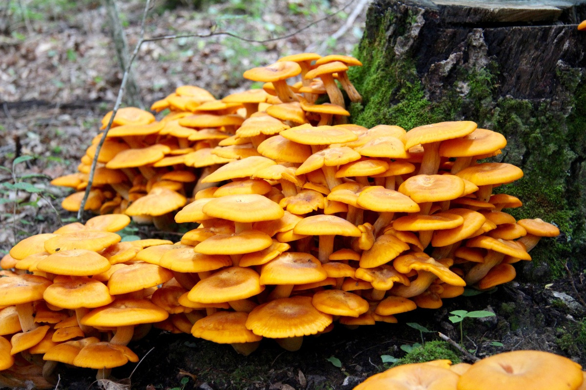 Nấm ma trơi (Omphalotus illudens) dài 5-15 cm, phân bố khắp lục địa Á - Âu và Bắc Mỹ, Loài nấm độc màu cam tươi này rất nổi tiếng do có khả năng phát ra ánh sáng màu xanh lục trong đêm tối.