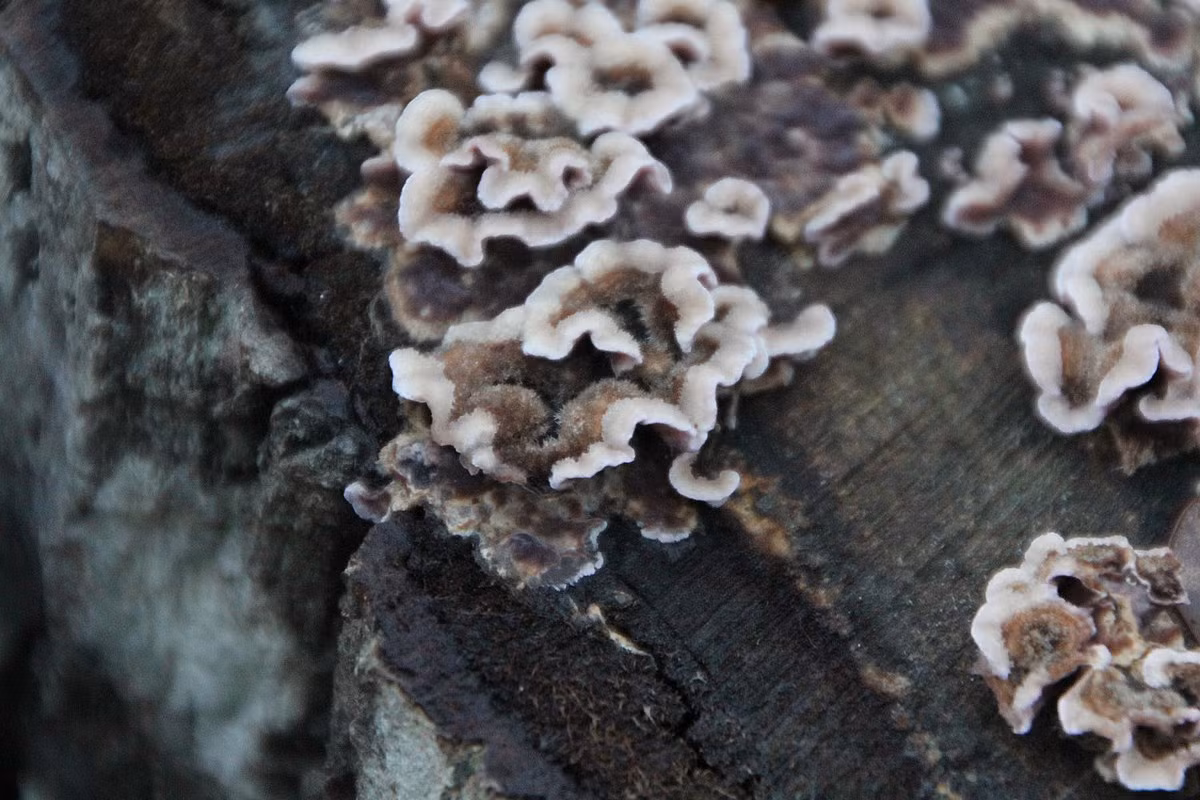 Nấm bạc lá (Chondrostereum purpureum) dài 2-5 cm, thường thấy trên cây anh đào và cây mận ở lục địa Á - Âu và Bắc Mỹ. Khi còn non, mặt dưới loài nấm này có màu tím, sau sẫm dần thành màu nâu tím.