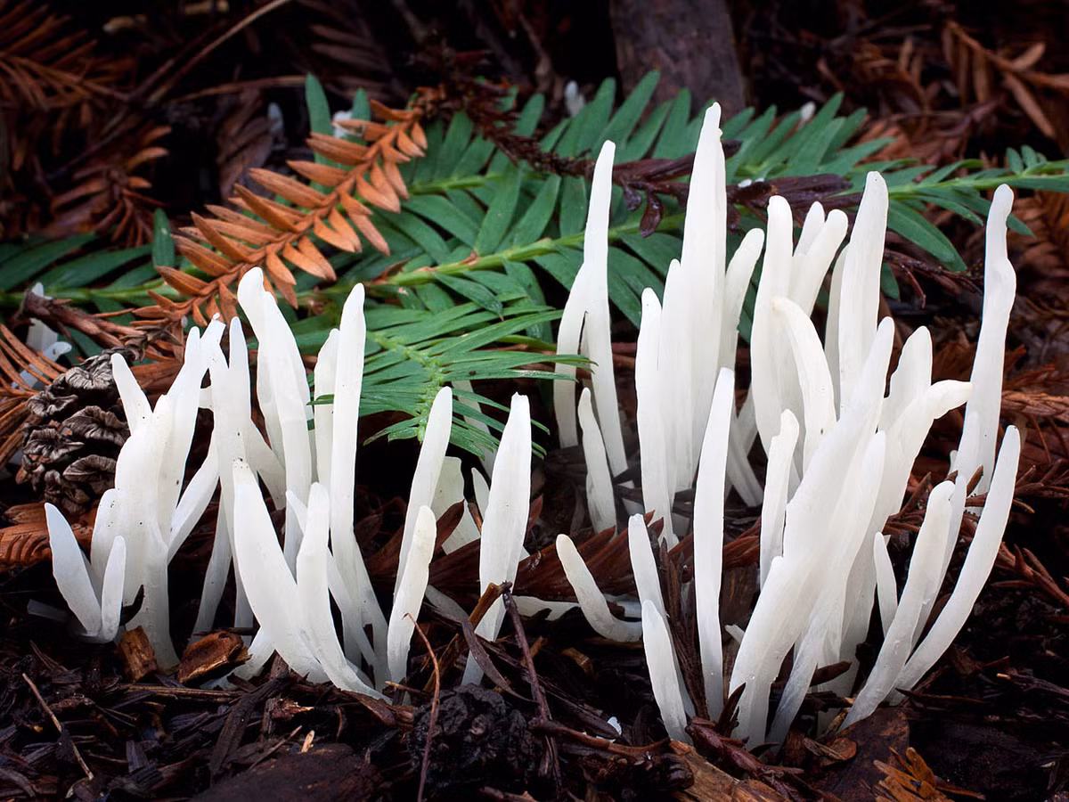 Nấm chùy trắng (Clavaria fragilis) dài 3-10 cm, mọc ở các khu rừng và đồng cỏ của lục địa Á - Âu. Chúng mọc thành cụm sít nhau gồm nhiều chùy đơn, màu trắng tinh.