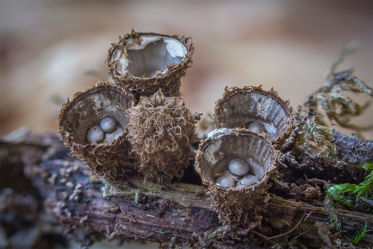 Nấm tổ chim lằn ống (Crucibulum striatus) có đường kính 0,5-1 cm, mọc trên gỗ mục khắp lục địa Á - Âu và Bắc Mỹ. Chúng có đặc điểm nhận biết là hình dạng như cái tổ cao, màu nâu, bên trong có lằn ống, bên ngoài có lông phủ, chứa khoảng 10-15 bọc hình trứng.