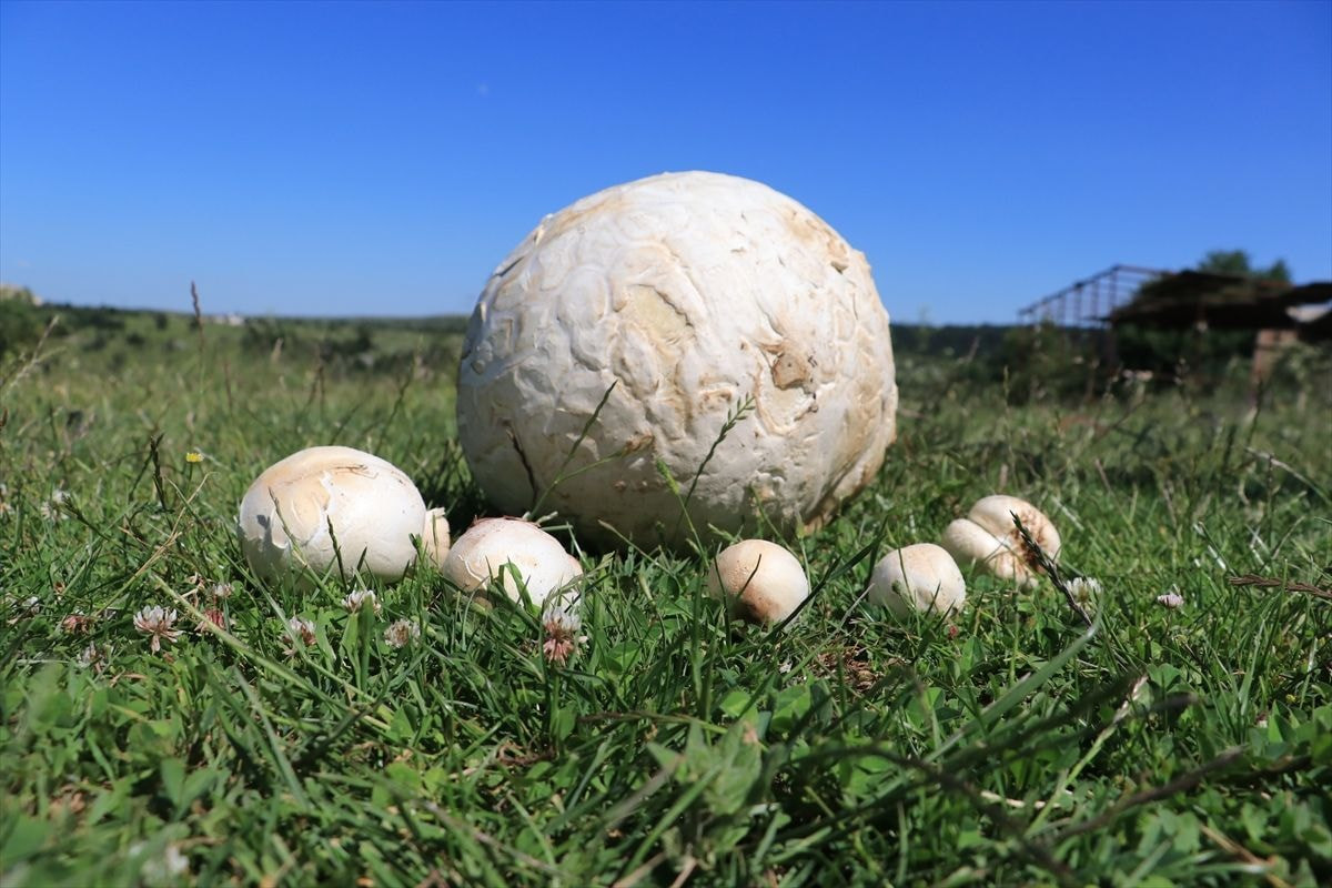 Nấm trứng khổng lồ (Calvatia gigantea) có đường kính 20-50 cm, mọc trên các bờ giậu, cánh đồng và vườn nhà khắp lục địa Á - Âu và Bắc Mỹ.. Loài nấm to bằng quả bí ngô này thể quả màu trắng, nhẵn, mặt bên trong có màu từ trắng đến vàng.