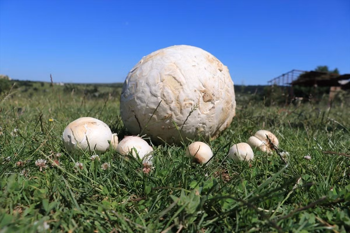 Nấm trứng khổng lồ (Calvatia gigantea) có đường kính 20-50 cm, mọc trên các bờ giậu, cánh đồng và vườn nhà khắp lục địa Á - Âu và Bắc Mỹ.. Loài nấm to bằng quả bí ngô này thể quả màu trắng, nhẵn, mặt bên trong có màu từ trắng đến vàng.