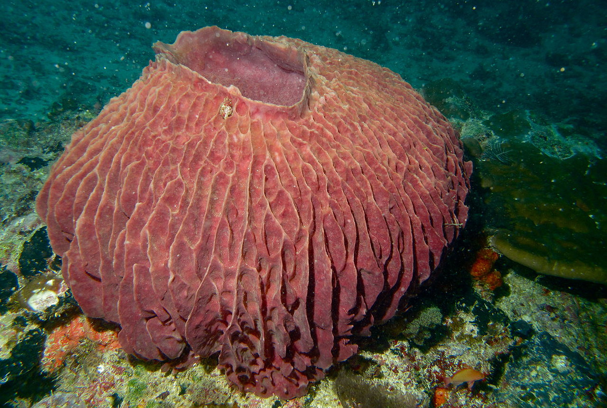 Hải miên chum (Xestospongia testudinaria) có đường kính 2 mét, phân bố ở Ấn Độ Dương - Thái Bình Dương. Phần bụng rỗng của loài hải miên này là nơi sinh sống của cá nhỏ và nhiều sinh vật biển khác. Chúng đủ lớn để chứa một người bên trong.