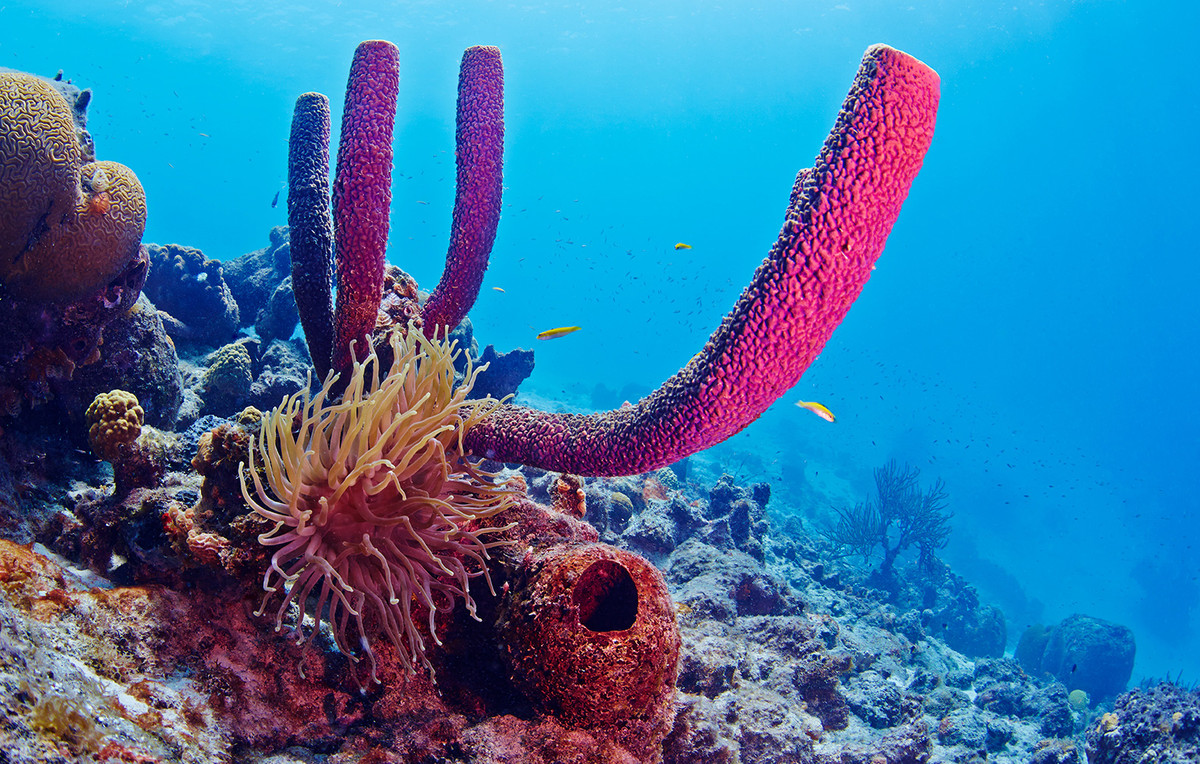 Hải miên Aplysina archeri dài 0,8 - 2 mét, phân bố ở các rạn đá ngầm Caribbean. Loài hải miên dạng ống này thường nhẹ nhàng đu đưa theo dòng biển tại khu vực sinh sống.