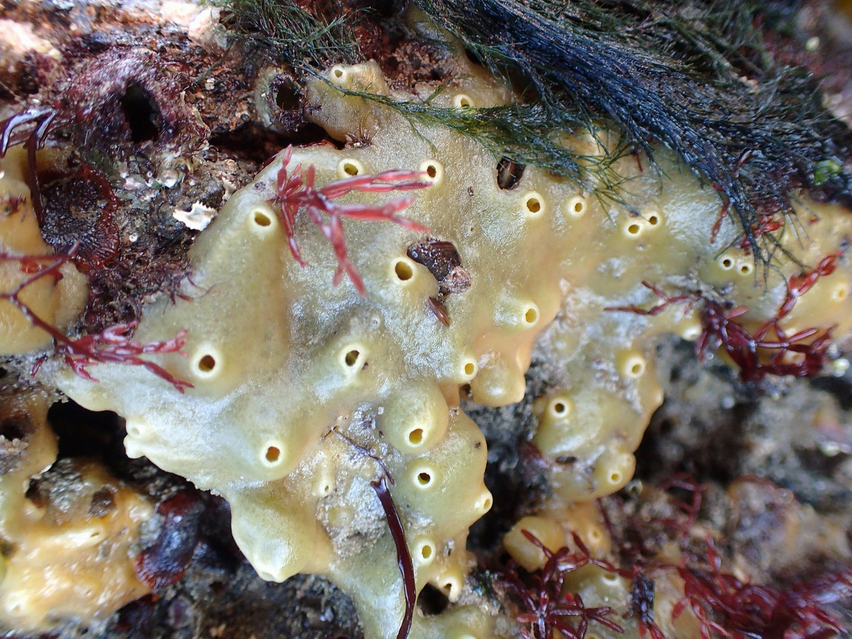 Hải miên ruột bánh mì (Halichondria panicea) dài 30 cm, phân bố ở Đông Bắc Đại Tây Dương. Chúng thường kết vỏ cứng trên các bờ biển đá và vùng nước nông. Loài này có thể có màu xanh do tảo cộng sinh.