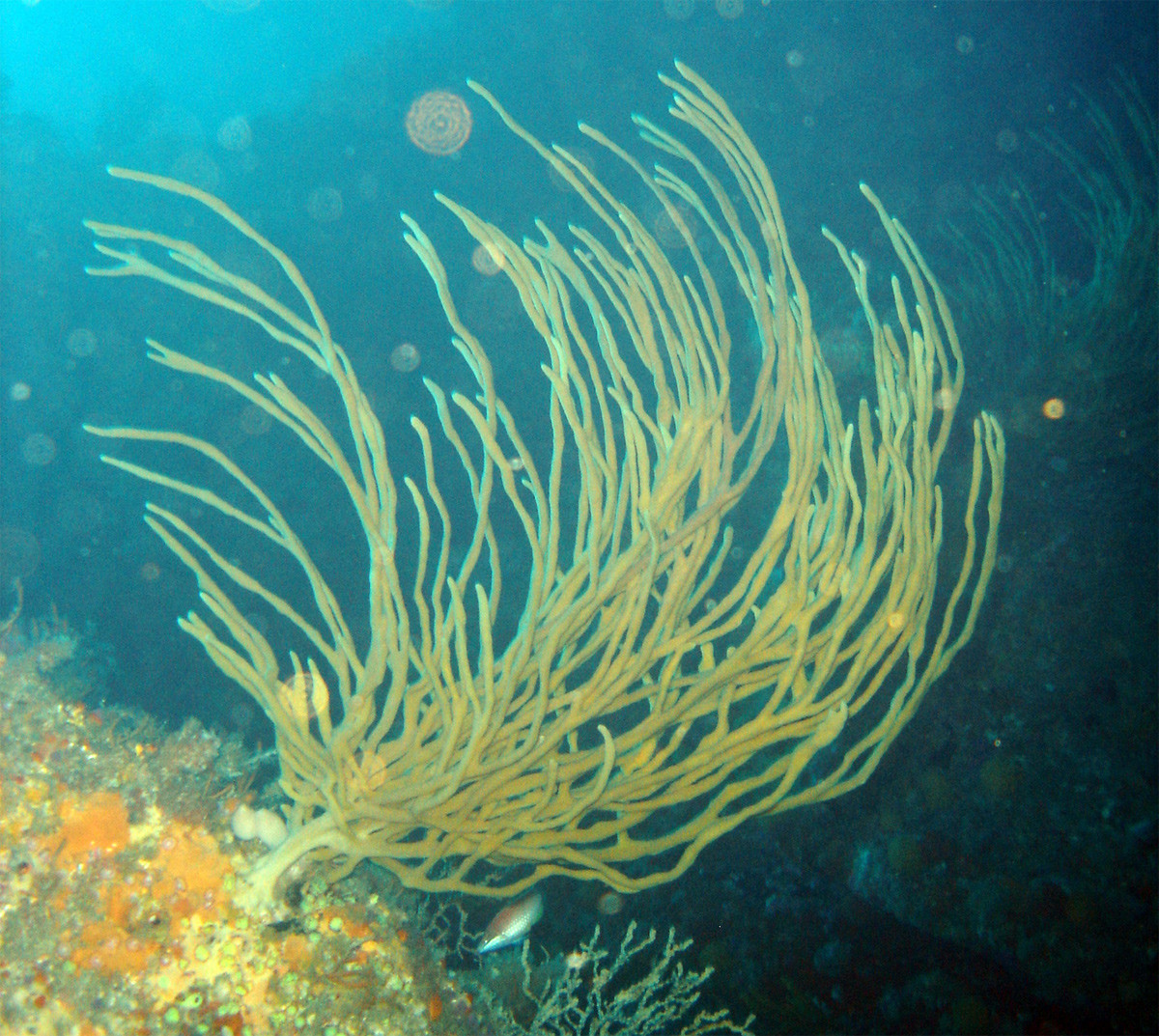 Hải miên ngón tay vàng (Callyspongia ramosa) dài 30-40 cm, phân bố ở vùng nhiệt đới của Thái Bình Dương. Các chất hóa học tạo nên màu vàng chiết xuất từ loài hải miên này được sử dụng trong ngành dược.