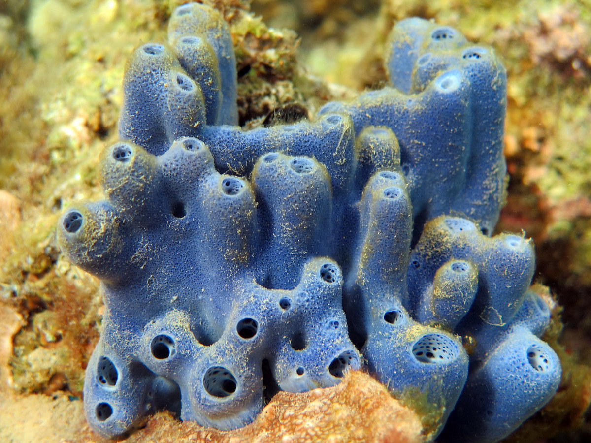 Hải miên xanh (Haliclona sp.) là một chi gồm các loài hải miên có màu xanh hiếm gặp. Chúng có thể dài đến 1 mét, thường sinh trưởng trên rạn san hô và các tảng đá ngoài khơi Bắc Borneo, Indonesia.