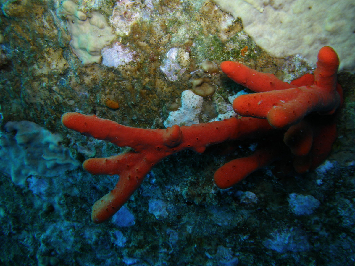 Hải miên ngón tay độc (Negombata magnifica) dài 30-40 cm, là loài hải miên bản địa ở biển Đỏ. Chứa các chất hóa học có tầm quan trọng lớn trong y học, chúng đã được nuôi trồng trong điều kiện nhân tạo.