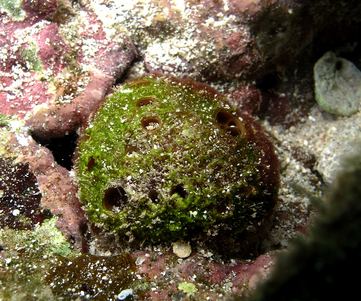 Hải miên bóng golf (Paratetilla bacca) có đường kính 12 cm, sinh trưởng ở các rạn san hô được che chắn ở Tây Thái Bình Dương. Đây là một trong số nhiều loài hải miên nhiệt đới có hình cầu.