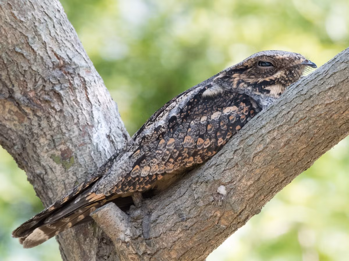 Cú muỗi Ấn Độ (Caprimulgus jotaka) dài 28-32 cm, là loài định cư không phổ biến tại Bắc Bộ, di cư qua Đông Bắc, trú đông trong cả nước. Chúng sống ở rừng lá rộng thường xanh, khu vực trống trải, rừng lá kim, rừng thứ sinh, vườn trồng trong mùa di cư.