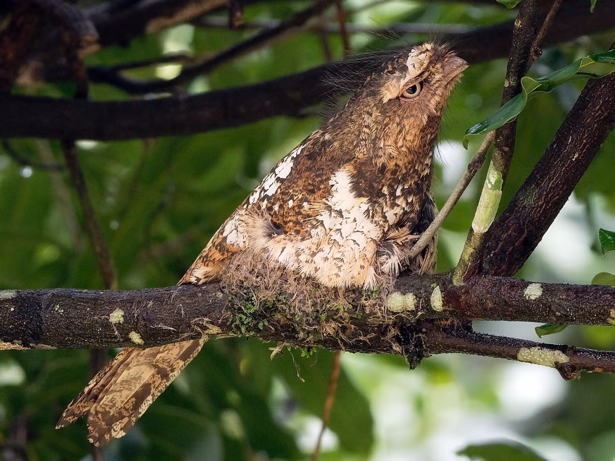 Cú muỗi mỏ quặp (Batrachostomus hodgsoni) dài 25-28 cm, là loài định cư hiếm tại Trung và Nam Trung Bộ. Chúng sống ở rừng lá rộng thường xanh, rừng hỗn giao, rừng thứ sinh.