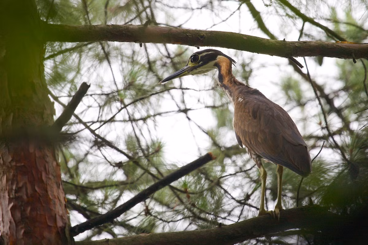 Vạc hoa (Gorsachius magnificus) dài 54-56 cm, là loài định cư hiếm tại Đông Bắc. Chúng sống ở các con suối, hồ trong rừng lá rộng thường xanh, rừng trên núi đá, kiếm ăn ban đêm.