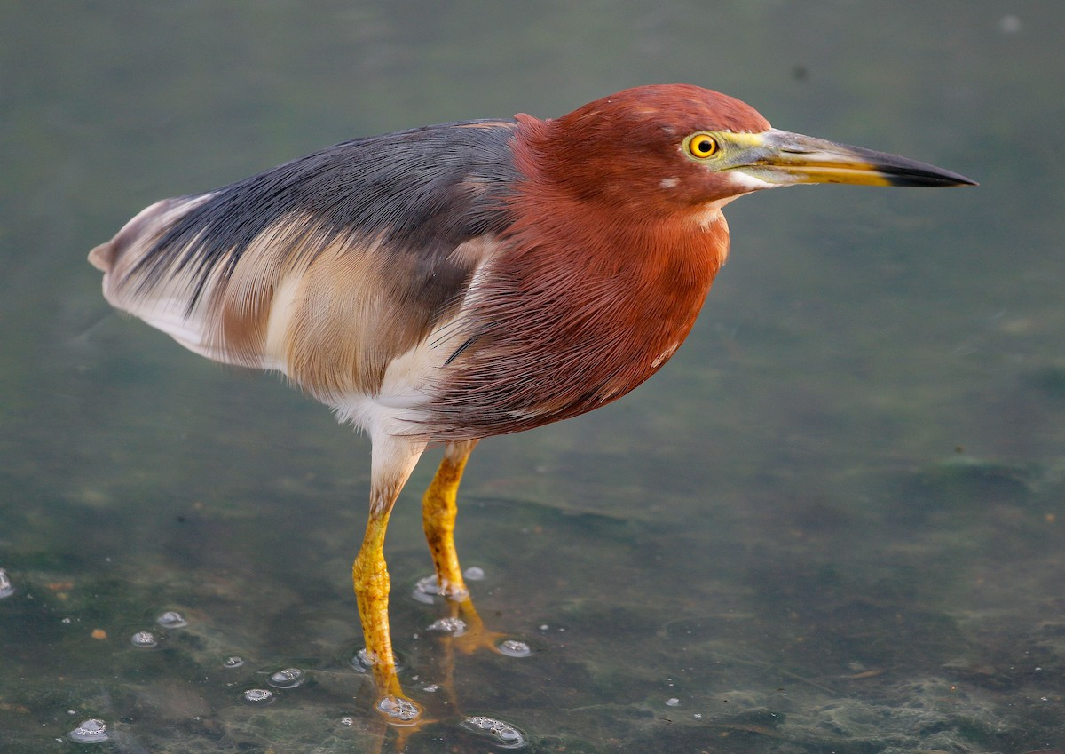 Cò bợ (Ardeola bacchus) dài 45-52 cm, là loài định cư phổ biến tại Đông Bắc, Nam Bộ, di cư sinh sản tương đối phổ biến trong cả nước, sinh sản mạnh tại một số vườn chim vùng Đông Bắc. Sinh cảnh của chúng là đất ngập nước nước ngọt, rừng ngập mặn.