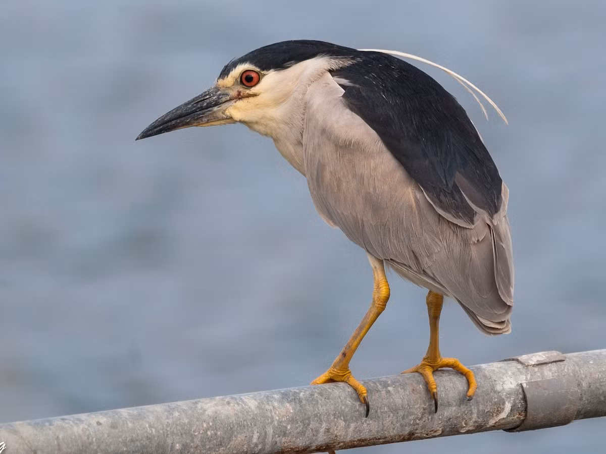Vạc (Nycticorax nycticorax) dài 58-65 cm, là loài định cư tương đối phổ biến tại Tây Bắc, Đông Bắc, Trung, Nam Trung Bộ, rất phổ biến tại Nam Bộ. Chúng sống ở đầm lầy, đồng lúa nước, rừng ngập mặn, kiếm ăn ban đêm.