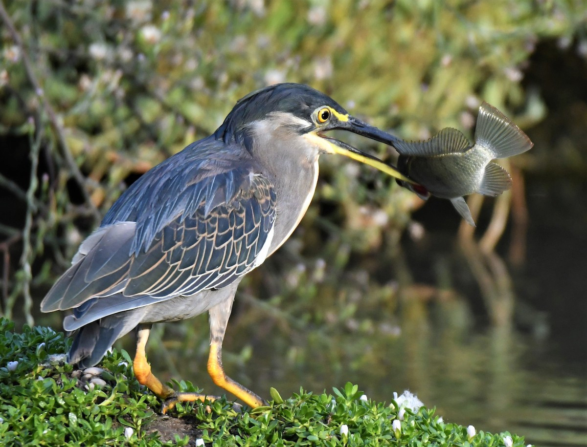 Cò xanh (Butorides striatus) dài 40-48 cm, là loài định cư không phổ biến đến tương đối phổ biến trong cả nước. Chúng sống ở các vùng bãi bùn ngập triều, rừng ngập mặn, đảo ngoài khơi, sông suối trong hoặc gần rừng, hồ nước.