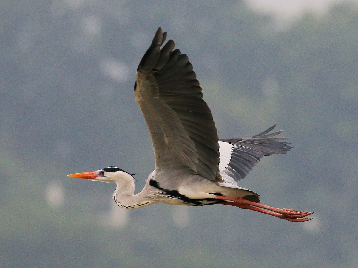 Diệc xám (Ardea cinerea) dài 90-90 cm, là loài di cư trú đông ven biển, tương đối phổ biến tại Đông Bắc, Trung Bộ, định cư hiếm tại Nam Bộ. Loài này sống ở các vùng đất ngập nước trong đất liền và ven biển, rừng ngập mặn.