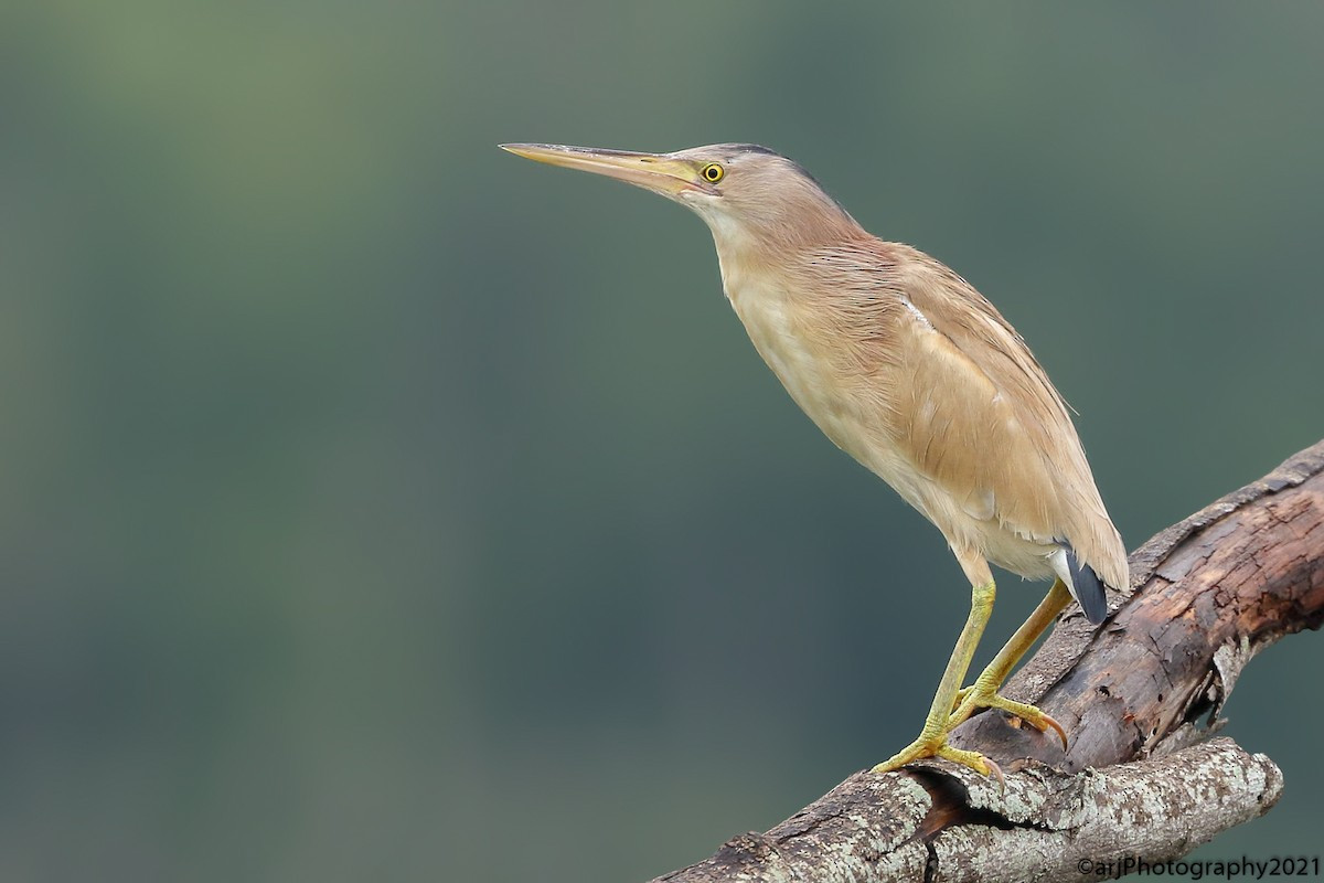 Cò lửa lùn (Ixobrychus sinensis) dài 36-38 cm, là loài định cư tương đối phổ biến tại Đông bắc và Nam Bộ, ghi nhận di cư qua Trung và Nam Trung Bộ. Sinh cảnh của loài này này vùng đất ngập nước nước ngọt, đôi khi ghi nhận tại đồng lúa nước.