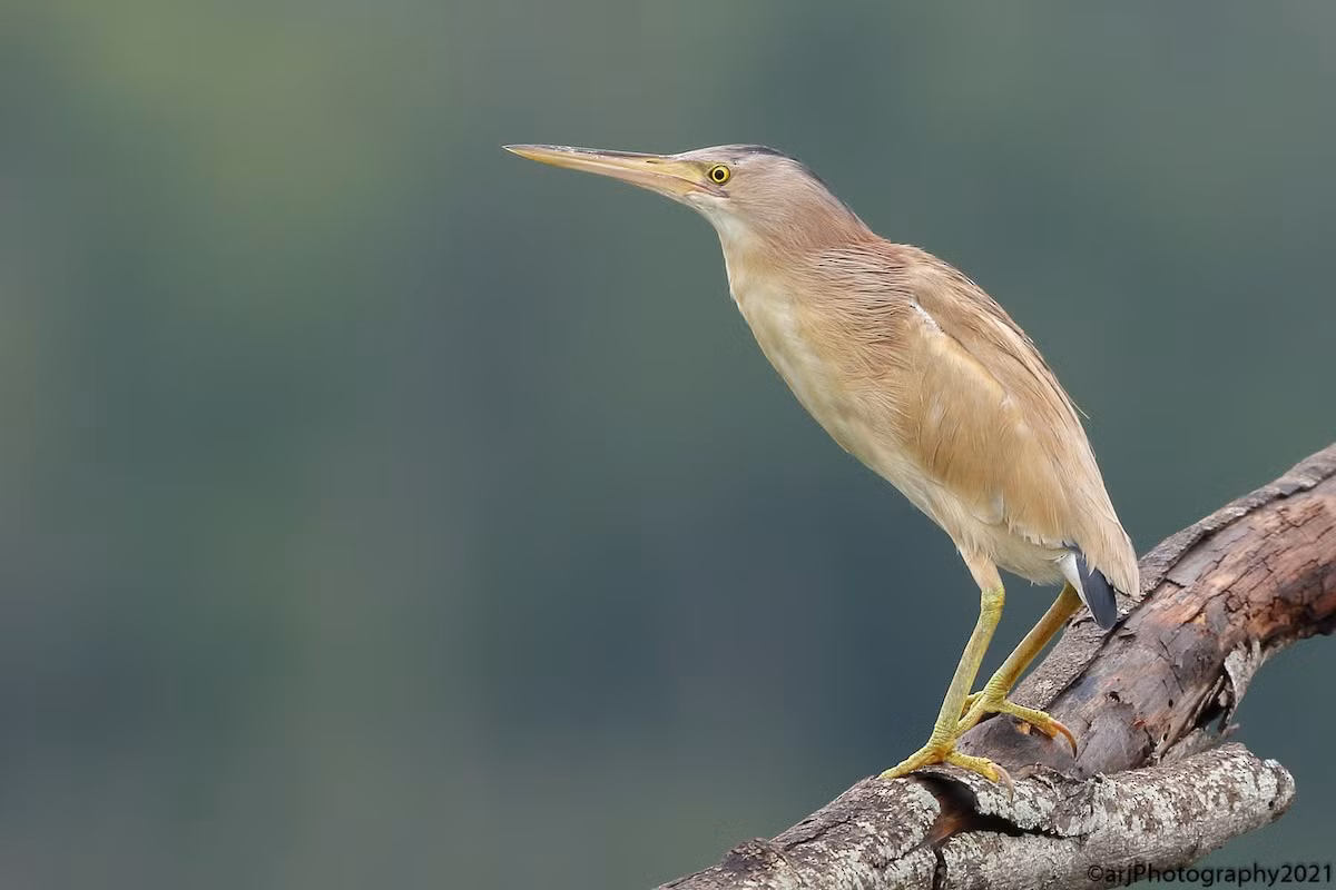 Cò lửa lùn (Ixobrychus sinensis) dài 36-38 cm, là loài định cư tương đối phổ biến tại Đông bắc và Nam Bộ, ghi nhận di cư qua Trung và Nam Trung Bộ. Sinh cảnh của loài này này vùng đất ngập nước nước ngọt, đôi khi ghi nhận tại đồng lúa nước.
