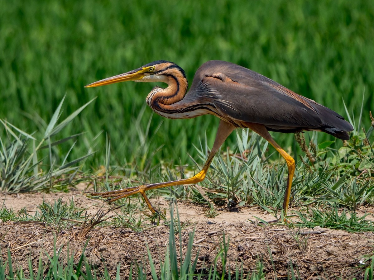 Diệc lửa (Ardea purpurea) dài 78-90 cm, là loài định cư không phổ biến tại Nam Bộ, trú đông không phổ biến đến tương đối phổ biến trong cả nước, trừ Tây Bắc. Chúng sống ở các vùng đất ngập nước, đầm lầy, hồ, sông lớn, rừng ngập mặn.