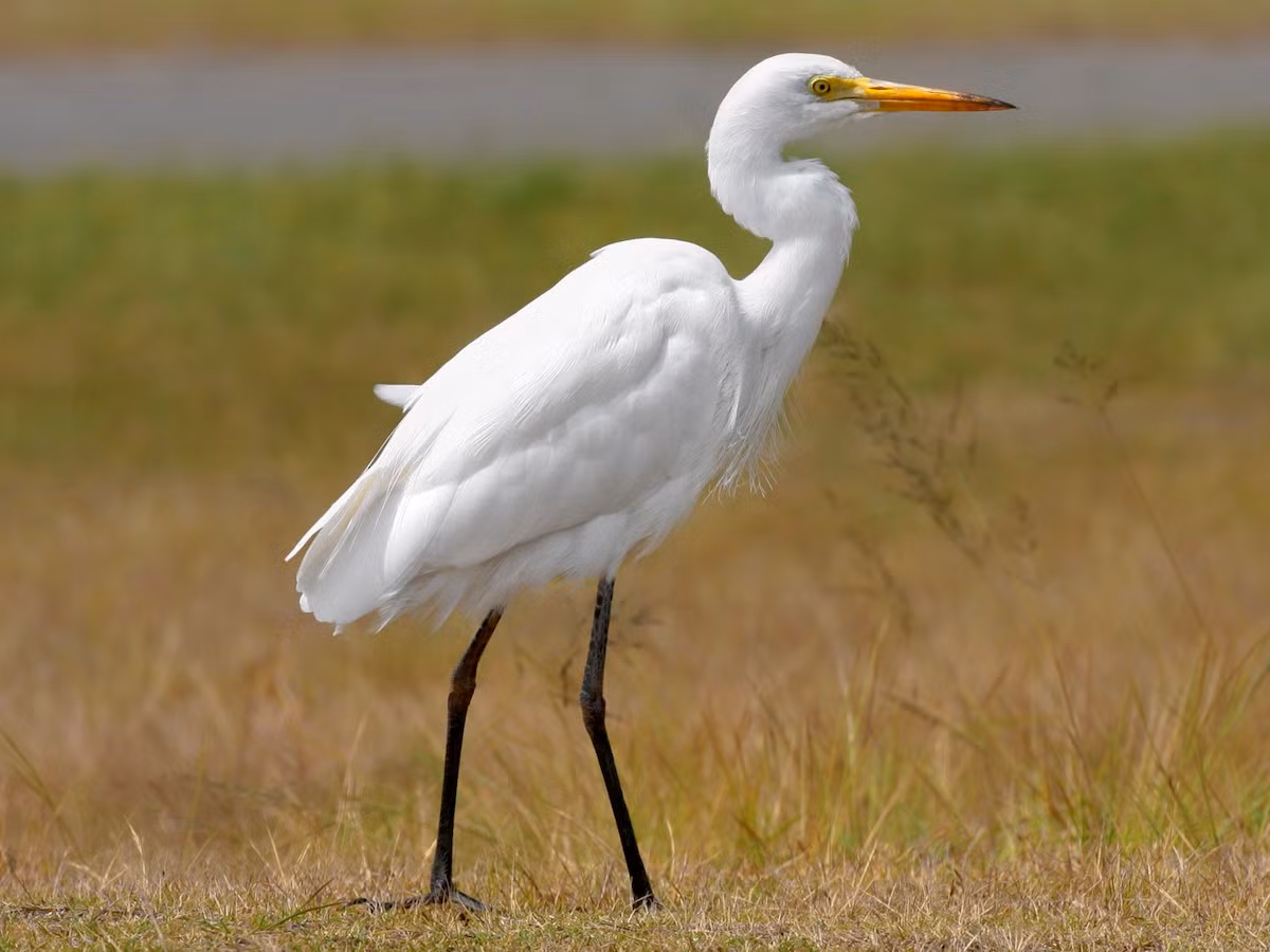 Cò ngàng nhỏ (Ardea intermedia) dài 65-72 cm, là loài định cư hiếm đến không phổ biến tại Nam Bộ, trú đông tương đối phổ biến tại Đông Bắc, Trung Bộ và Nam Bộ. Chúng sống ở các vùng đất ngập nước, đồng lúa nước.