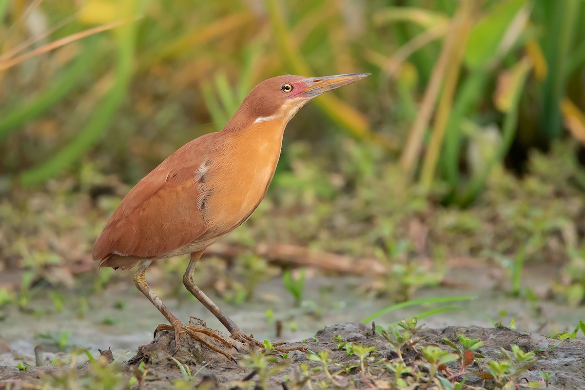 Cò lửa (Ixobrychus cinnamomeus) dài 38-41 cm, loài định cư tương đối phổ biến trong cả nước, di cư qua Đông Bắc và Bắc Trung Bộ. Chúng sống ở đầm lầy ven biển, đồng lúa nước, đất ngập nước nước ngọt.
